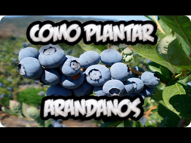 cuanto crece un arbol de arandano