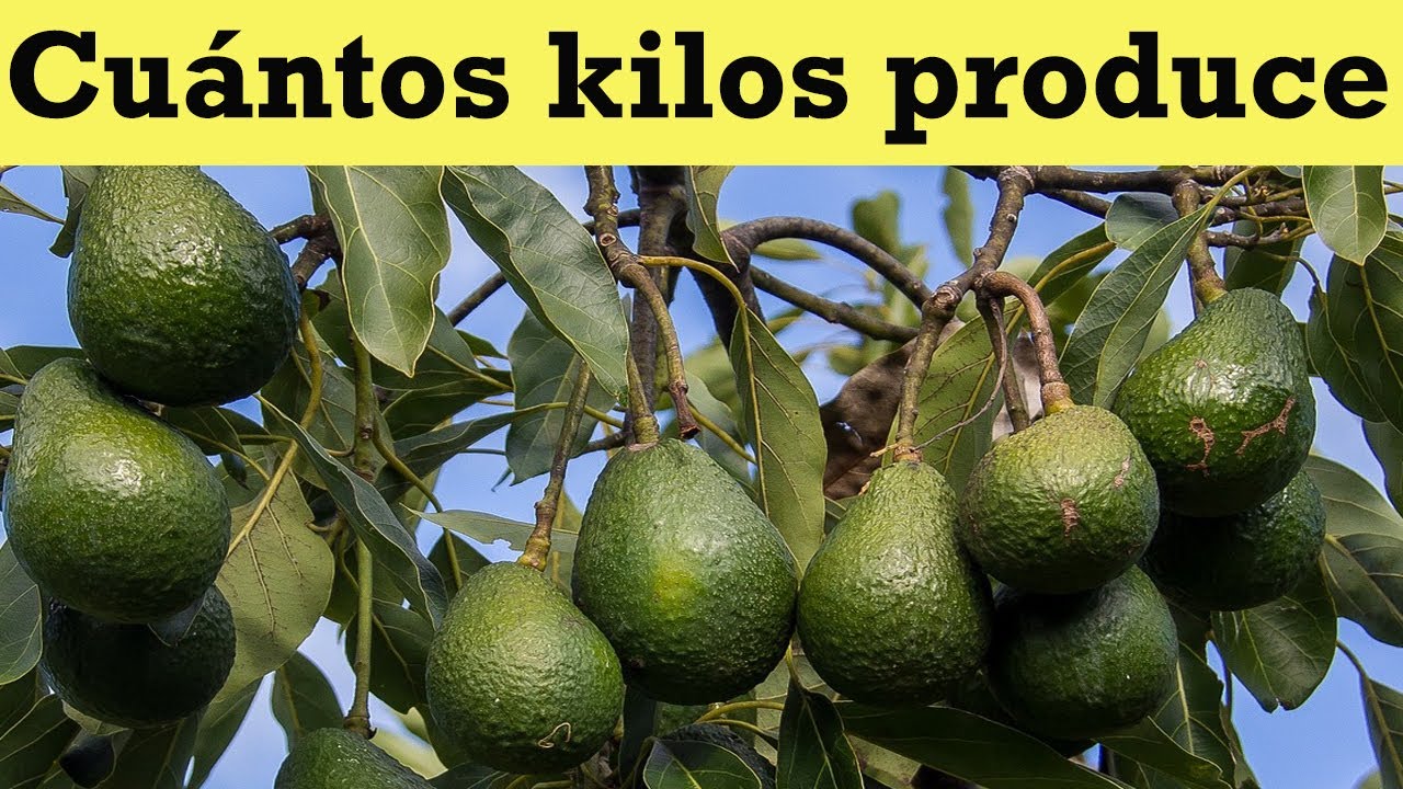 cuanto cuesta un arbol de aguacate