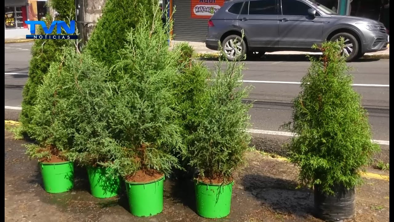 cuanto cuesta un arbol de navidad natural