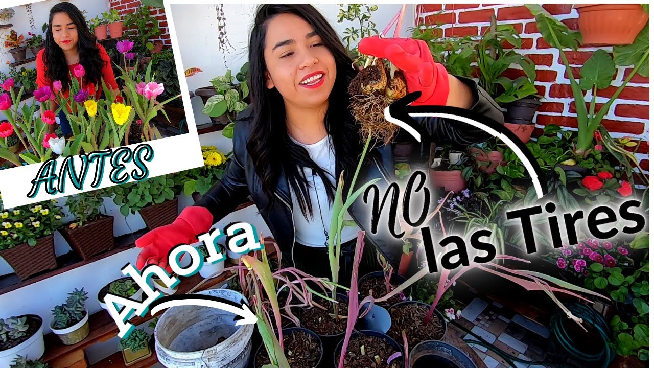 cuanto dura la flor del tulipán