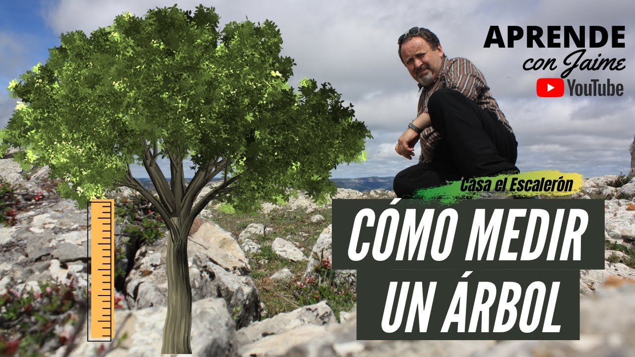 cuanto mide el arbol de sol