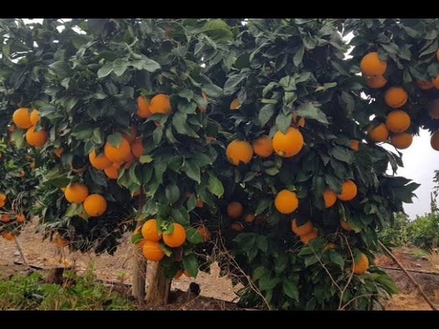 cuanto tarda en crecer un arbol de mandarina