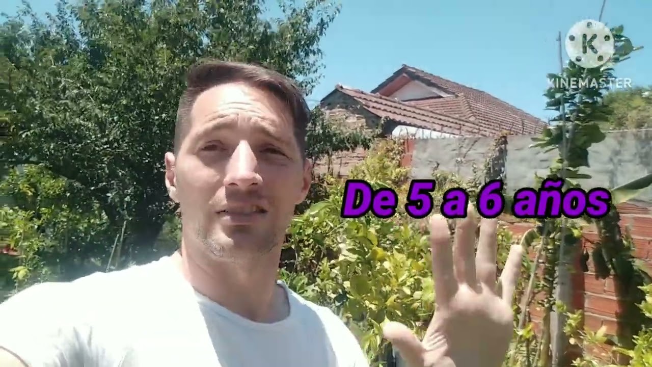 cuanto tarda en crecer un arbol de mango