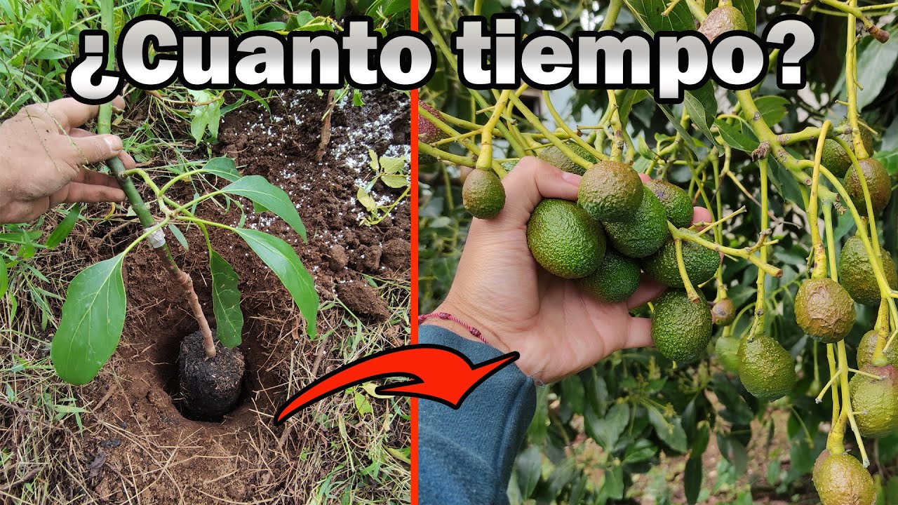 cuanto tarda un arbol de aguacate en crecer