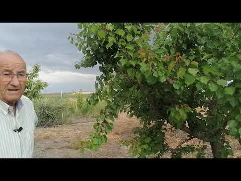 cuantos litros de agua necesita un arbol frutal