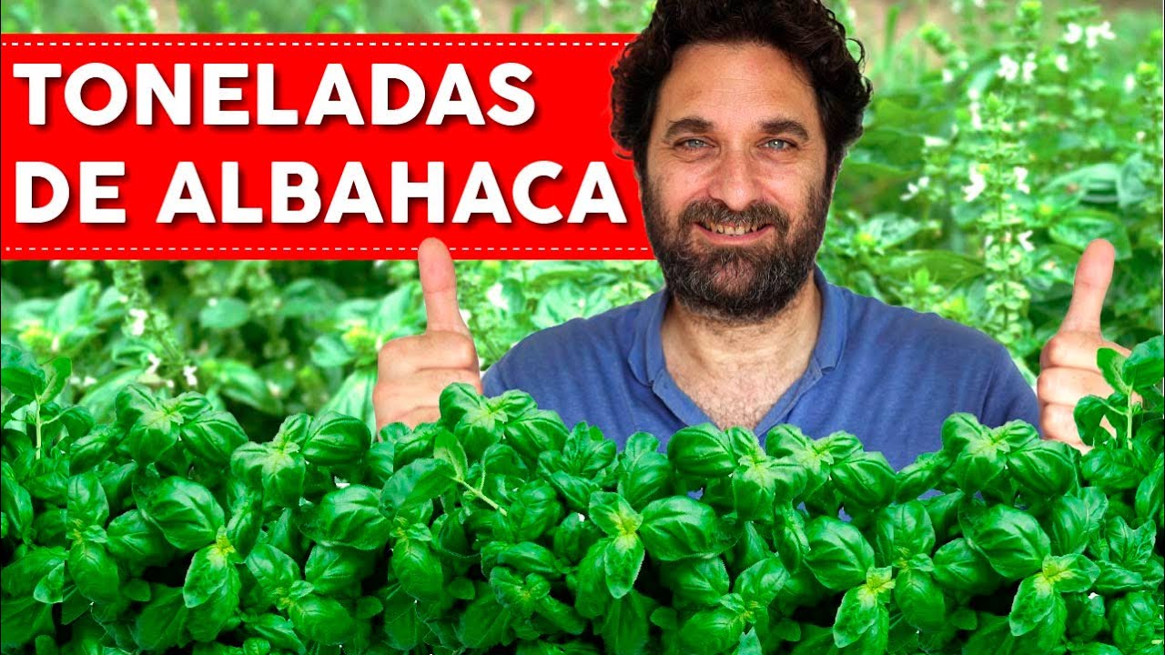 cuidado de la albahaca en maceta