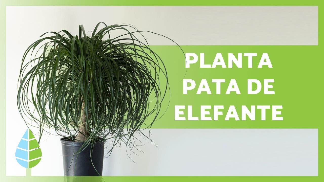 cuidado de la pata de elefante