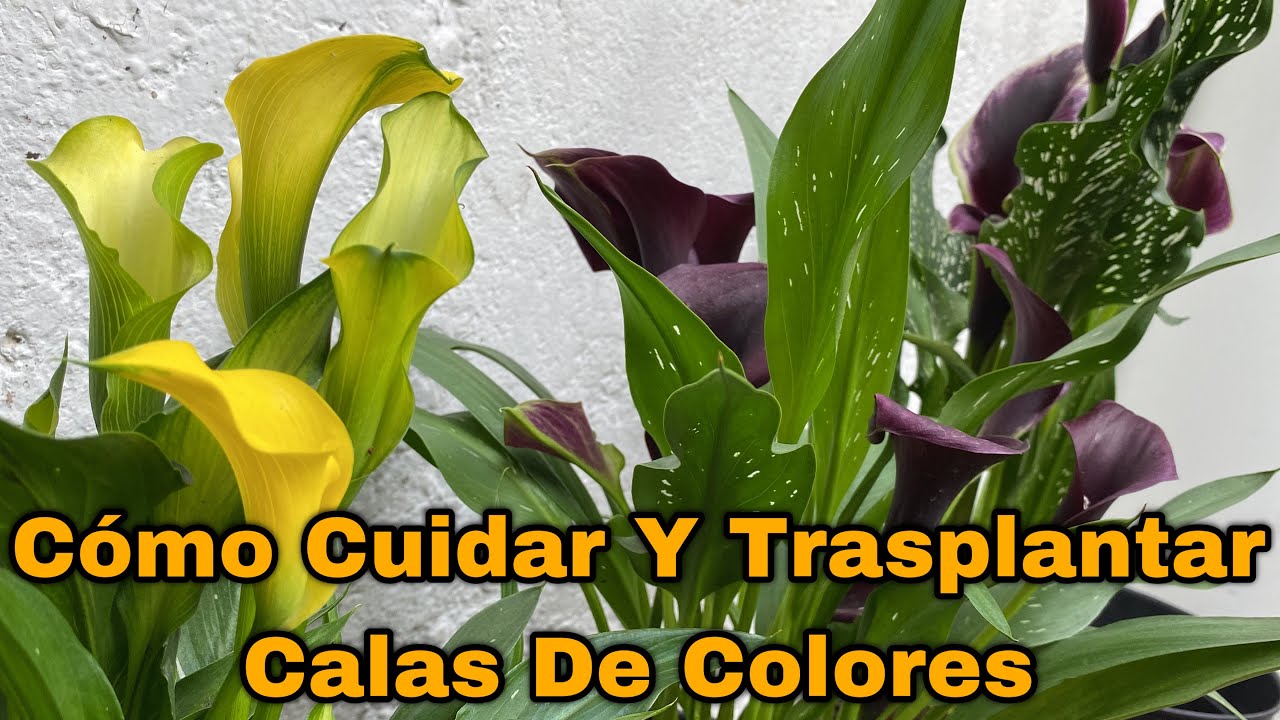 cuidado de las calas de colores
