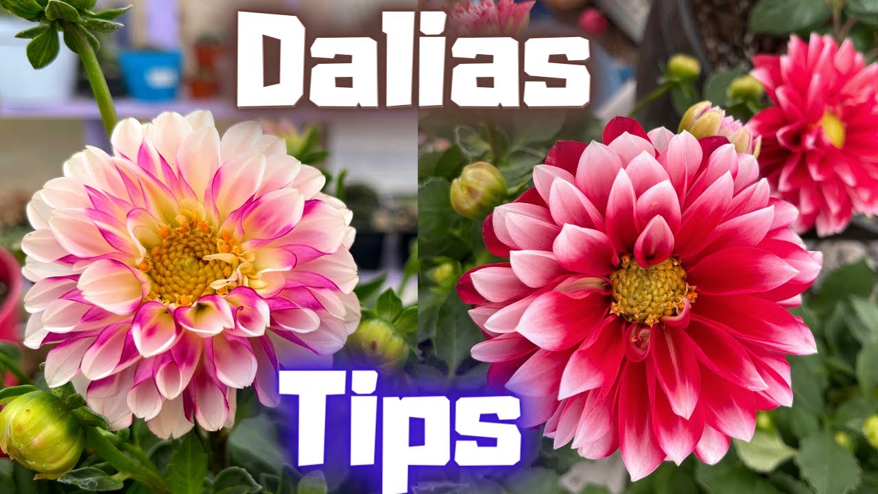cuidado de las dalias en maceta