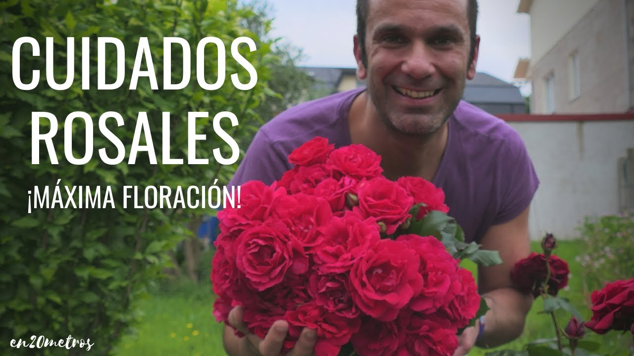 cuidado de las rosas en verano