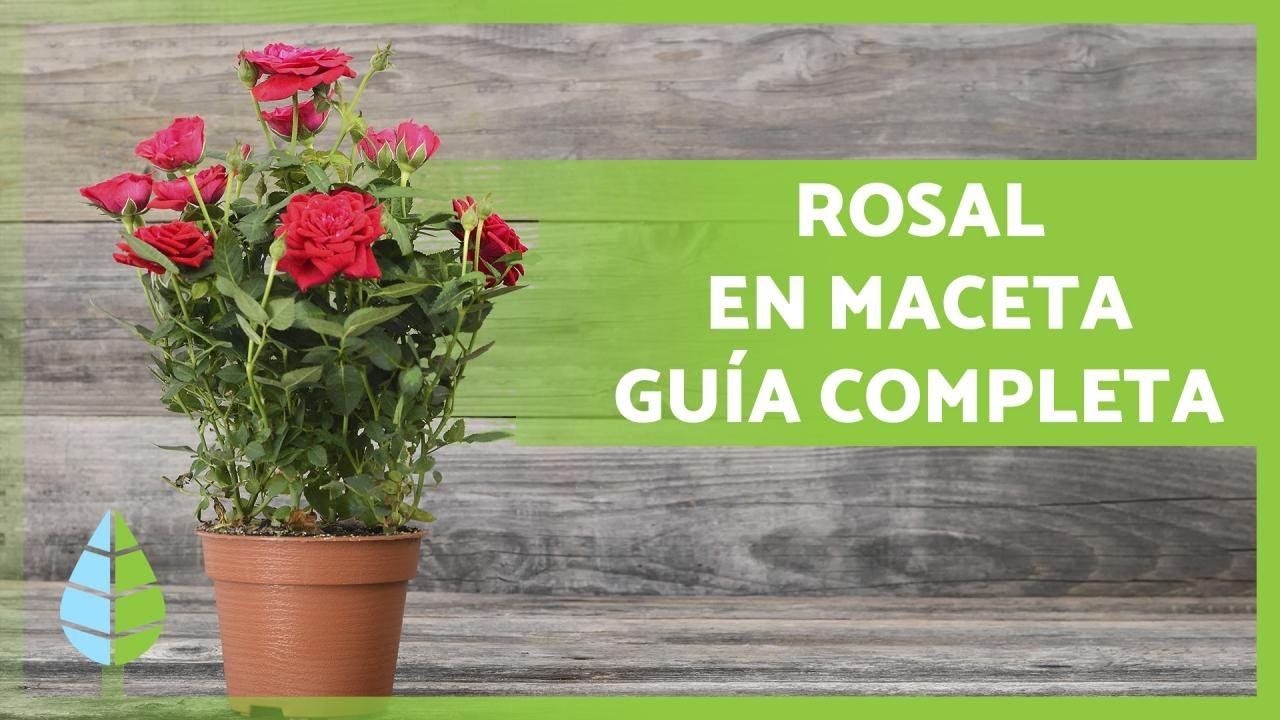 cuidado de los rosales en maceta