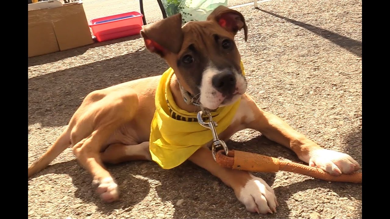 cuidador de perros alcala de henares