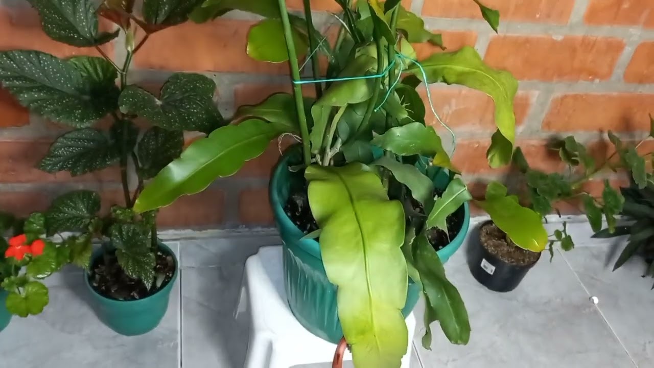 cuidados dama de noche en maceta