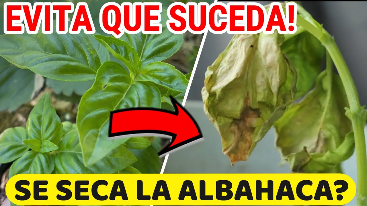cuidados de la albahaca sol o sombra
