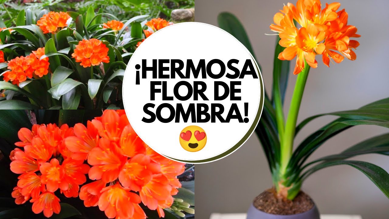 cuidados de la clivia en invierno