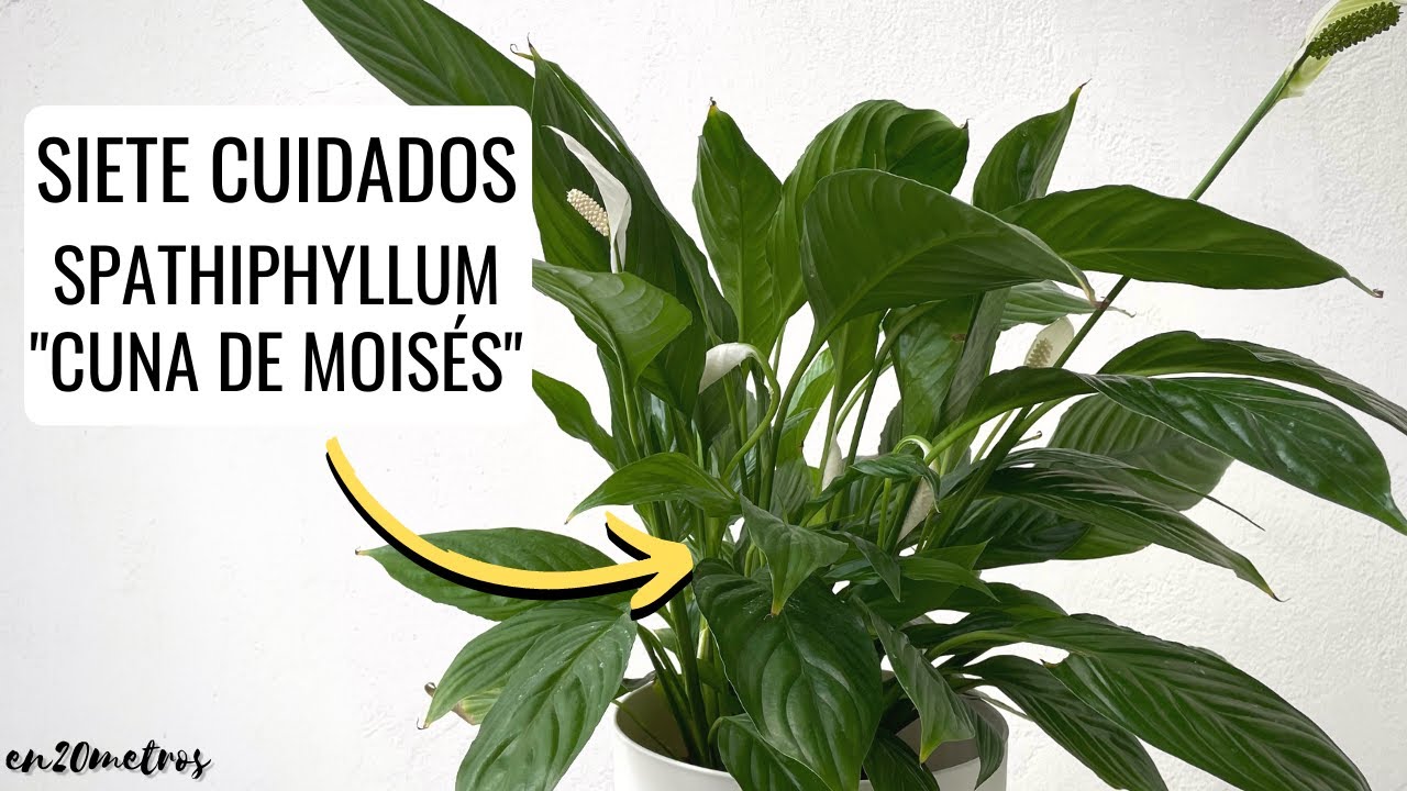 cuidados de la cuna de moisés