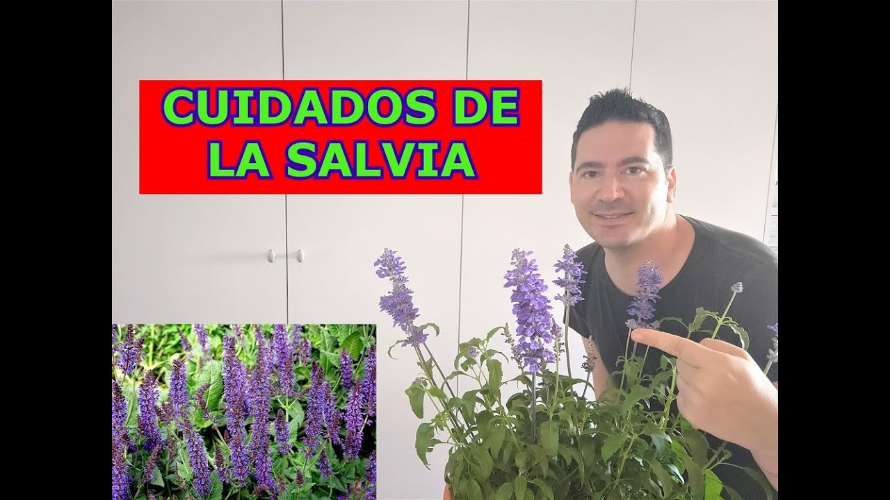 cuidados de la salvias en maceta
