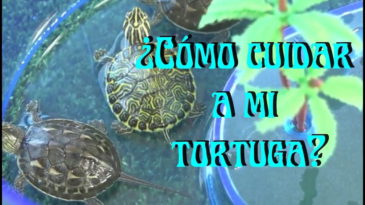 cuidados de la tortuga de agua