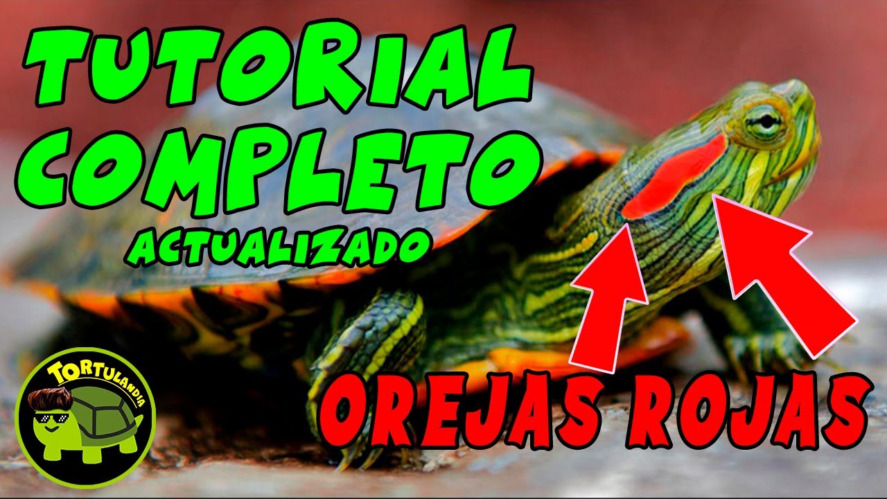 cuidados de tortuga de orejas rojas