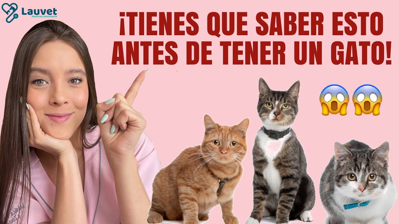 cuidados de un gato en casa