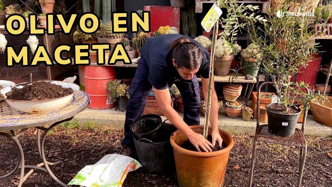 cuidados de un olivo en maceta