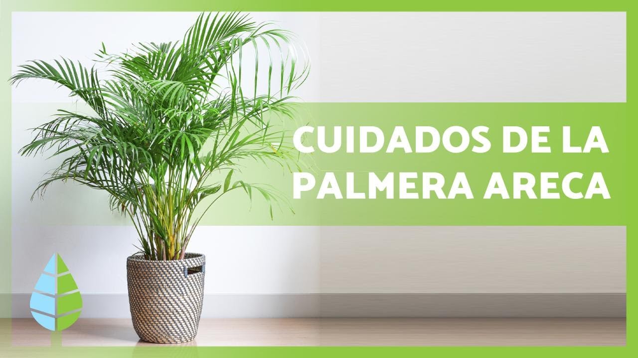 cuidados de una palmera en maceta