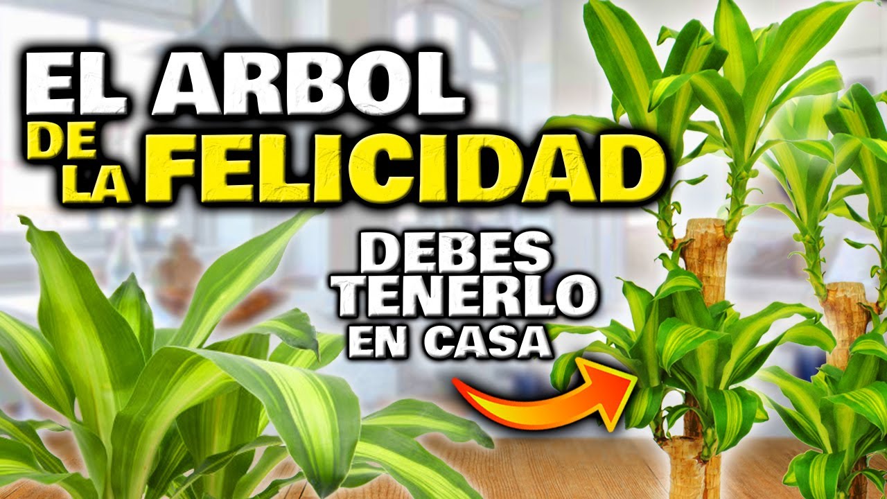 cuidados del palo de la felicidad