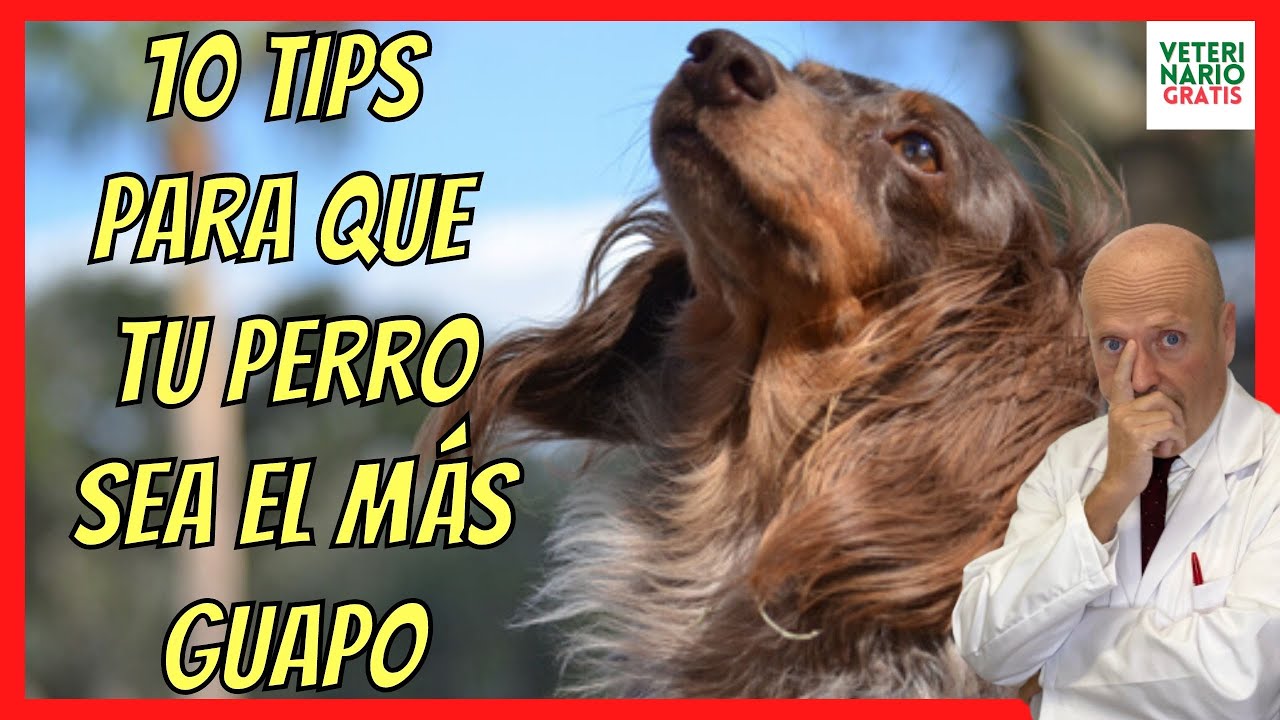 cuidados del pelo de mi perro