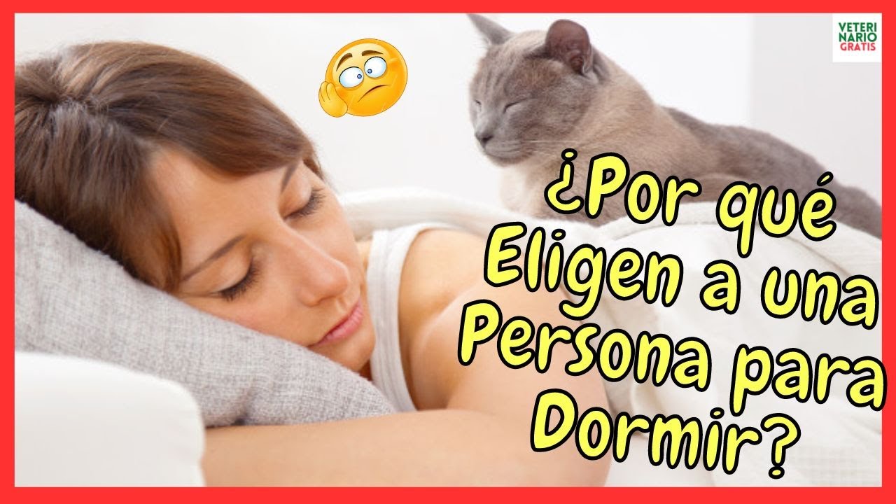 cuidate de quien no gusta de los gatos