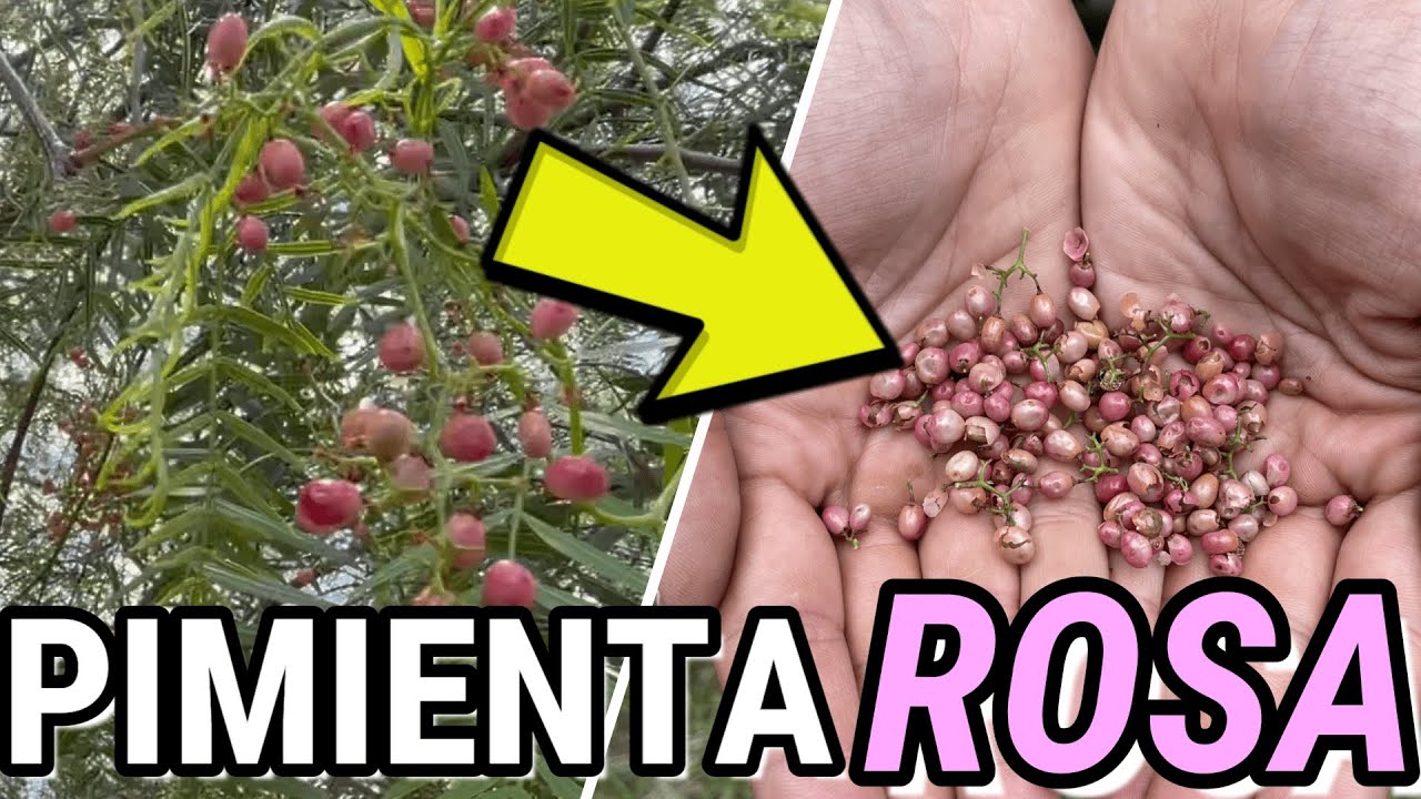 de donde sale la pimienta rosa