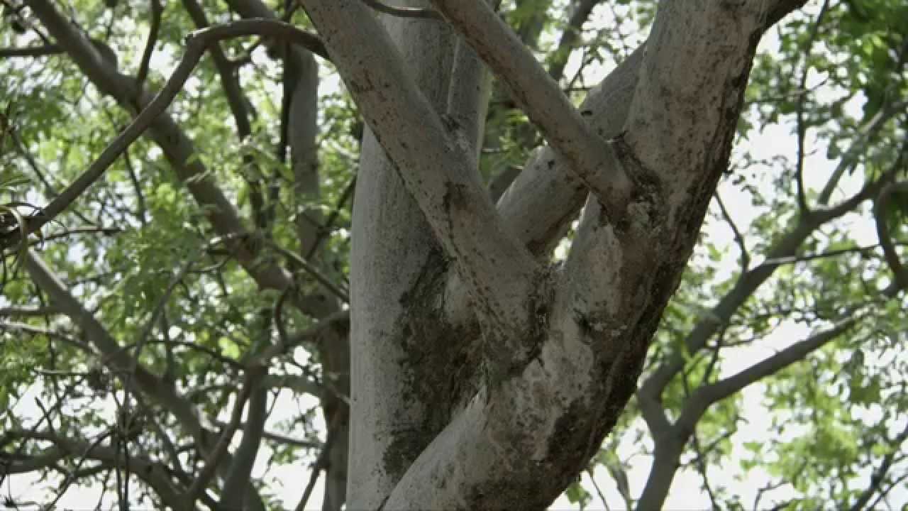 de que arbol es el palo santo