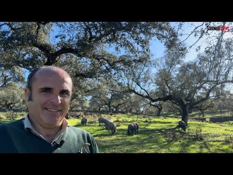 de que arbol salen las bellotas