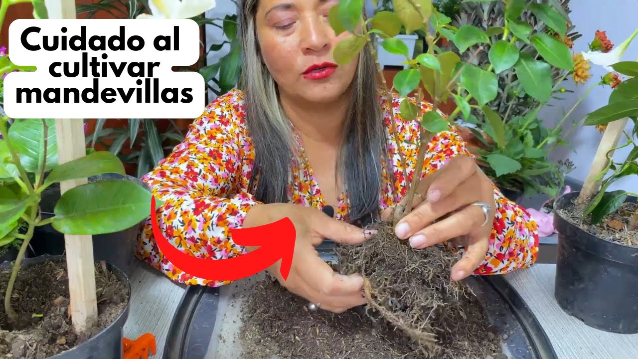 dipladenia hojas amarillas y se caen