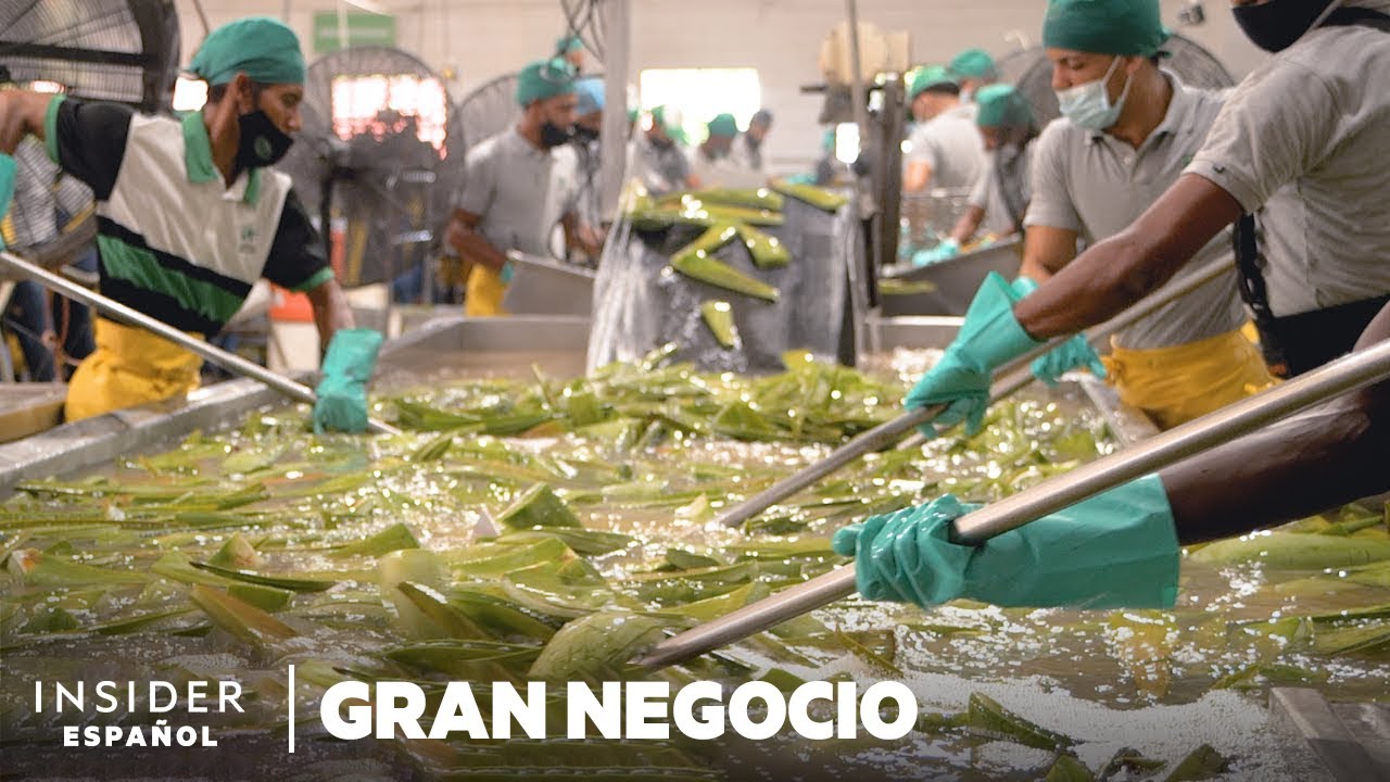 donde comprar hojas de aloe vera