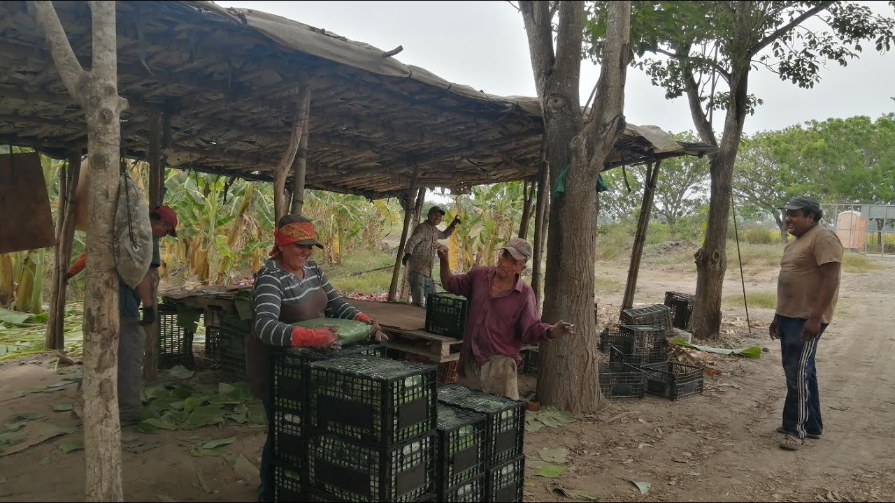 donde comprar hojas de platano en españa
