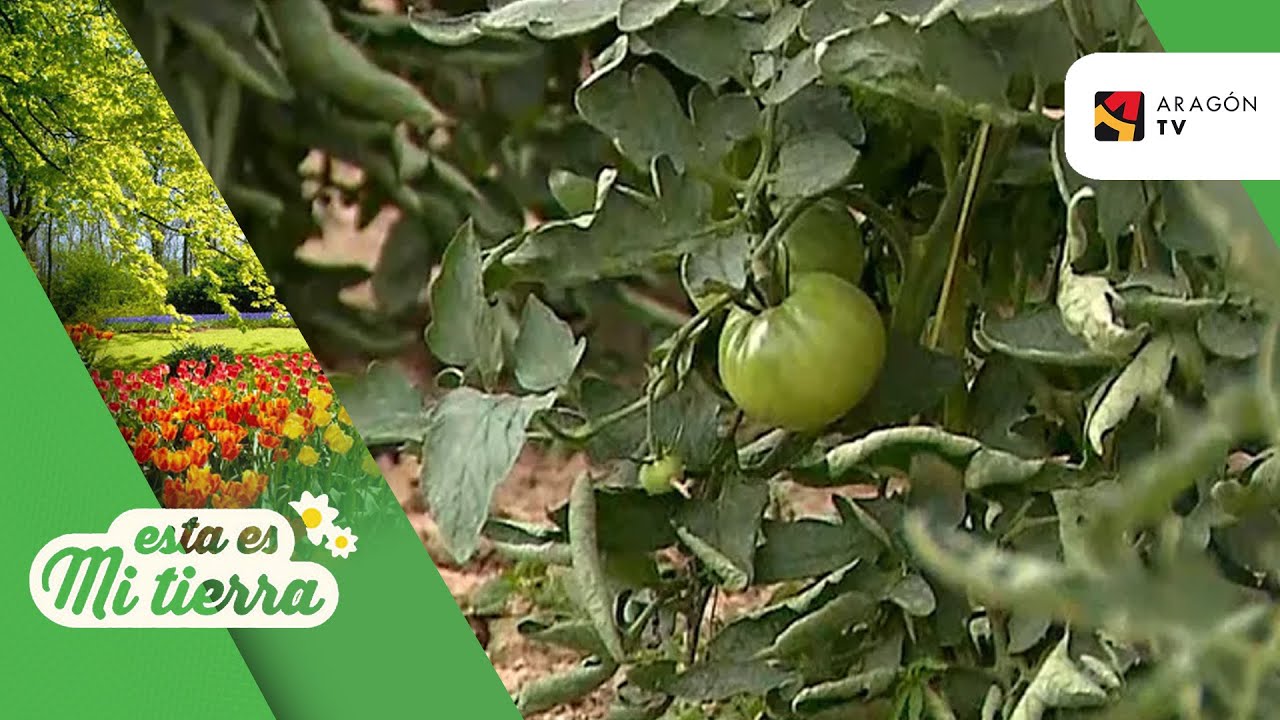 donde comprar tomate rosa de barbastro