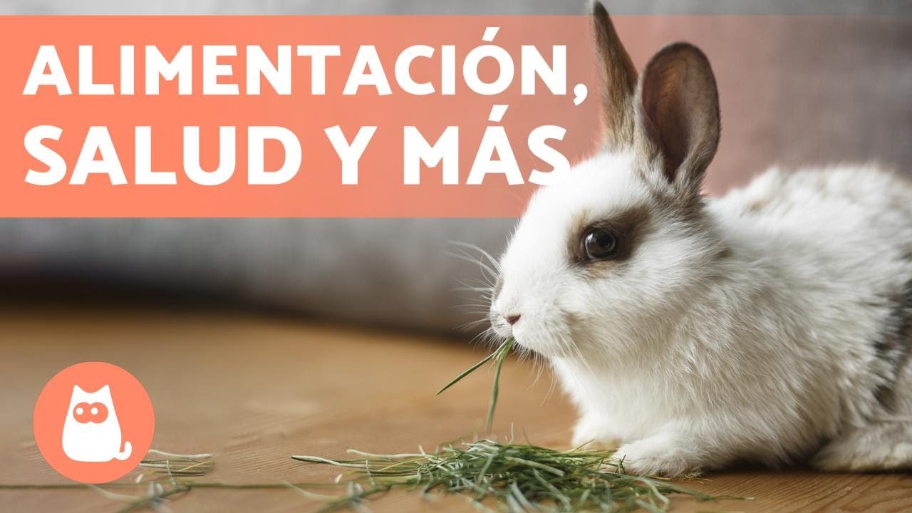 donde puedo llevar un conejo que no puedo cuidar