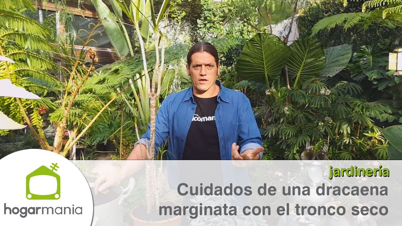 dracaena se le caen las hojas