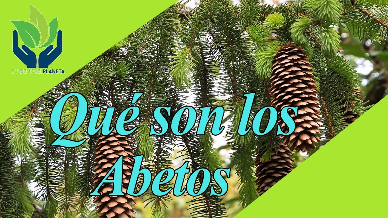 el abeto es un árbol de hoja perenne porque