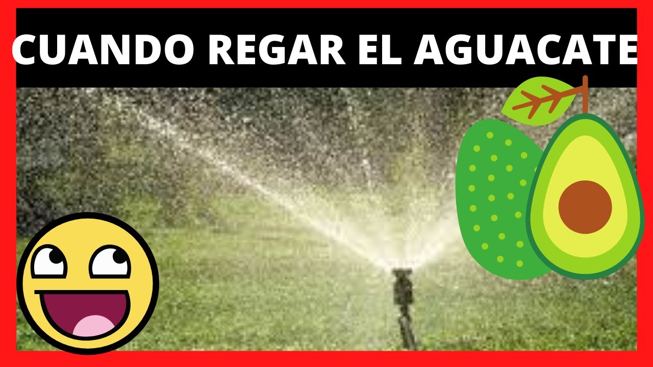el arbol de aguacate necesita mucha agua