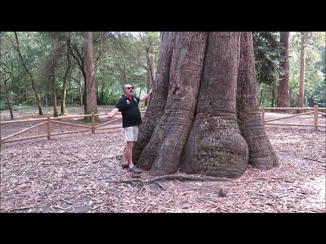 el arbol mas alto de españa