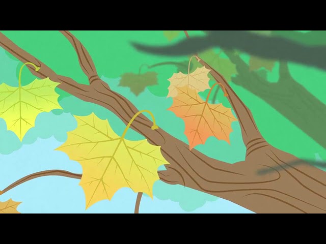 el pino es de hoja caduca o perenne