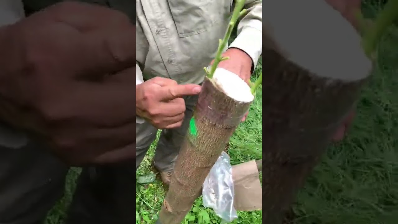 en que árbol se puede injertar un aguacate