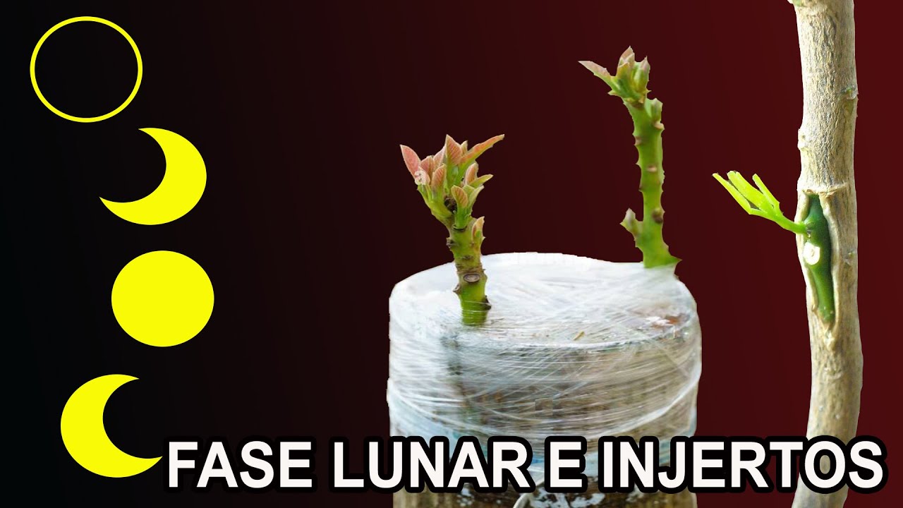 en que epoca se hacen los injertos frutales