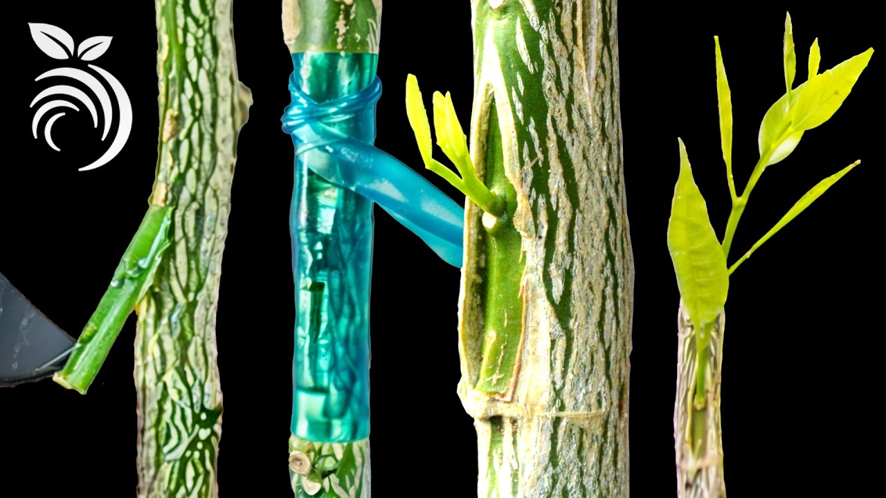 en que fecha se injertan los naranjos