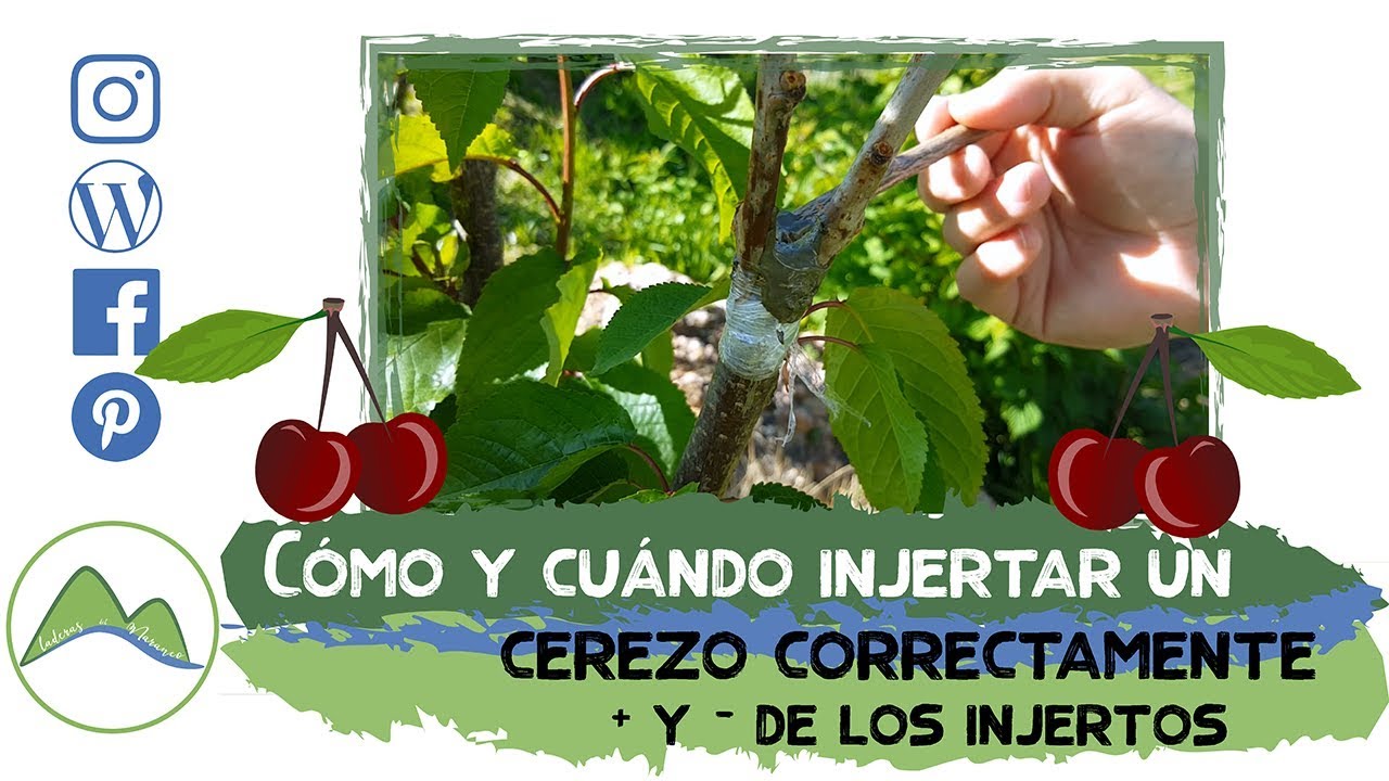 en que luna se injertan los cerezos
