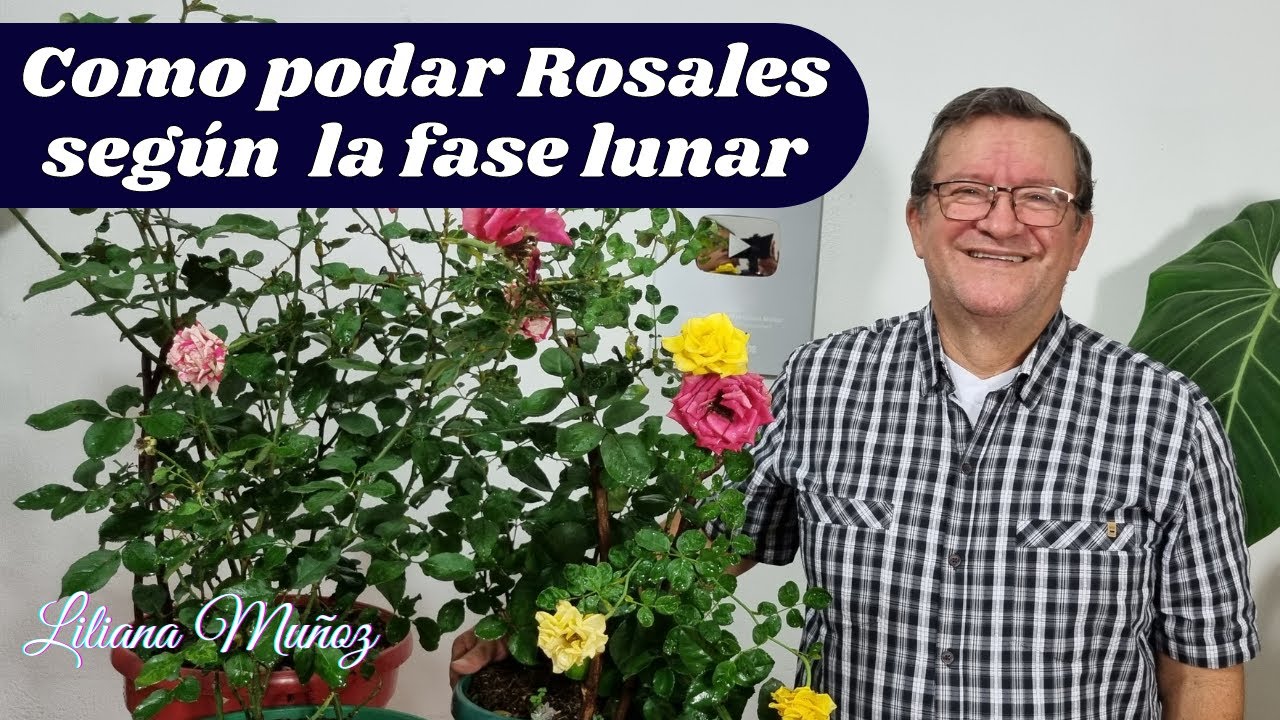 en que luna se podan los rosales