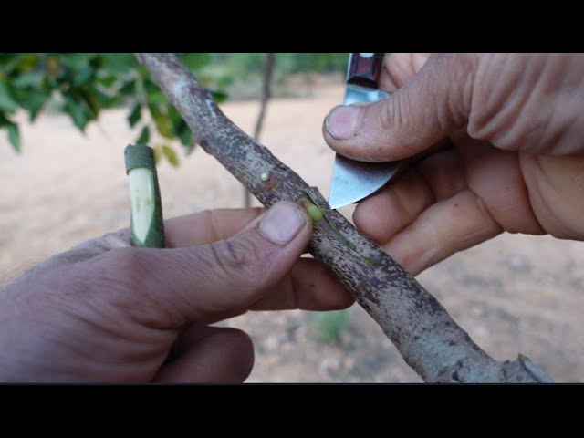 en qué mes se injerta el algarrobo