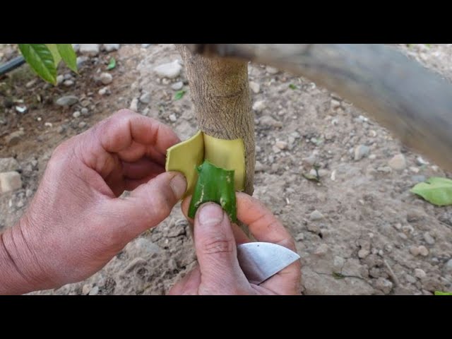 en que tiempo se injertan los naranjos