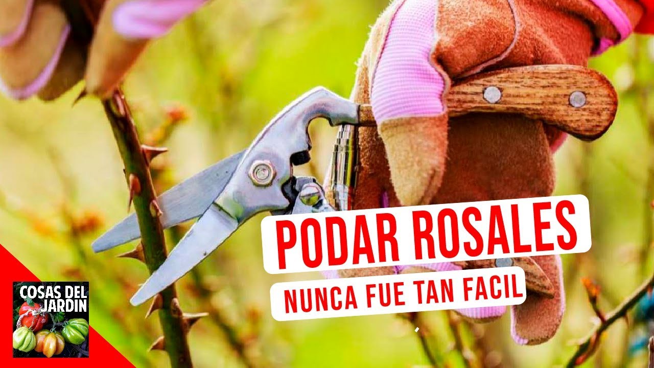 en que tiempo se podan las rosas
